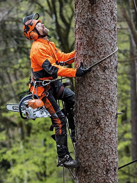 best-arborist